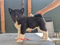 Embark tested parents , a female Akita for sale in Grants Pass, OR – 3 of 5