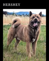 Chocolate Blue 💙 Male, a male Akita for sale in Grants Pass, OR – 4 of 4