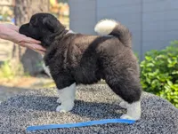 Embark tested parents , a male Akita for sale in Grants Pass, OR – 4 of 4