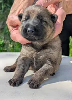 AKC/ OFA / DM clear M , a male German Shepherd Dog for sale in Grants Pass, OR – Photo 1 of 9