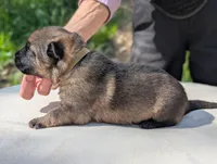 AKC/ OFA / DM clear M , a male German Shepherd Dog for sale in Grants Pass, OR – Photo 6 of 9