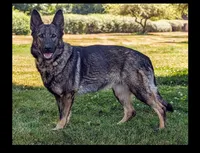 AKC/ OFA / DM clear M , a male German Shepherd Dog for sale in Grants Pass, OR – Photo 7 of 9