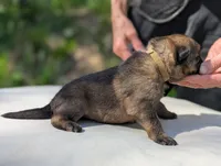 AKC/ OFA / DM clear M , a male German Shepherd Dog for sale in Grants Pass, OR – Photo 4 of 9