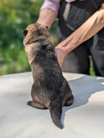 AKC/ OFA / DM clear M , a male German Shepherd Dog for sale in Grants Pass, OR – Photo 3 of 9