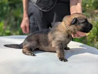 AKC/ OFA / DM clear M , a male German Shepherd Dog for sale in Grants Pass, OR – Photo 5 of 9