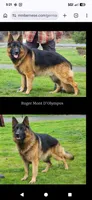 AKC/ OFA / DM clear M , a male German Shepherd Dog for sale in Grants Pass, OR – Photo 9 of 9