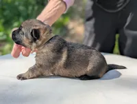 AKC/ OFA / DM clear M , a male German Shepherd Dog for sale in Grants Pass, OR – Photo 2 of 9