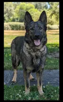 AKC/ OFA / DM clear M , a male German Shepherd Dog for sale in Grants Pass, OR – Photo 8 of 9