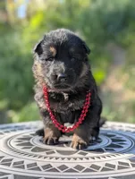 AKC/ OFA/ DM clear, a female German Shepherd Dog for sale in Grants Pass, OR – 6 of 8