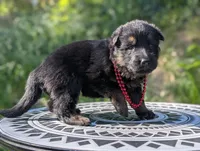 AKC/ OFA/ DM clear, a female German Shepherd Dog for sale in Grants Pass, OR – 2 of 8