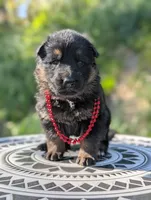 AKC/ OFA/ DM clear, a female German Shepherd Dog for sale in Grants Pass, OR – 4 of 8