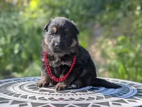 AKC/ OFA/ DM clear, a female German Shepherd Dog for sale in Grants Pass, OR – 3 of 8
