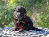 AKC/ OFA/ DM clear, a female German Shepherd Dog for sale in Grants Pass, OR – 5 of 8