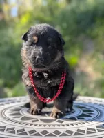 AKC/ OFA/ DM clear, a female German Shepherd Dog for sale in Grants Pass, OR – 1 of 8