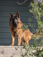 AKC  litter OFA, a male German Shepherd Dog for sale in Grants Pass, OR – Photo 1 of 10