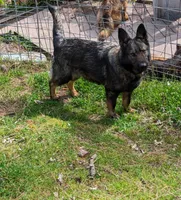 AKC  litter OFA, a male German Shepherd Dog for sale in Grants Pass, OR – Photo 4 of 10