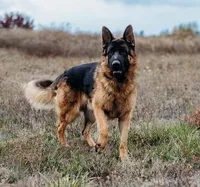 AKC  litter OFA, a male German Shepherd Dog for sale in Grants Pass, OR – Photo 2 of 10