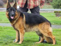 AKC  litter OFA, a male German Shepherd Dog for sale in Grants Pass, OR – Photo 6 of 10
