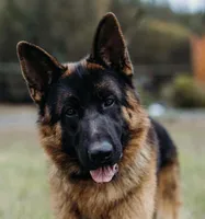 AKC  litter OFA, a male German Shepherd Dog for sale in Grants Pass, OR – Photo 7 of 10