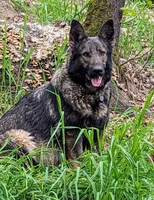 AKC  litter OFA, a male German Shepherd Dog for sale in Grants Pass, OR – Photo 10 of 10