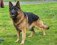 AKC  litter OFA, a male German Shepherd Dog for sale in Grants Pass, OR – Photo 5 of 10