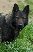 AKC  litter OFA, a male German Shepherd Dog for sale in Grants Pass, OR – Photo 3 of 10