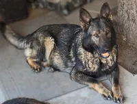 AKC  litter OFA, a male German Shepherd Dog for sale in Grants Pass, OR – Photo 9 of 10