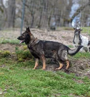 AKC  litter OFA, a male German Shepherd Dog for sale in Grants Pass, OR – Photo 8 of 10