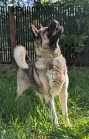 Embark tested parents , a female Akita for sale in Grants Pass, OR – 3 of 5