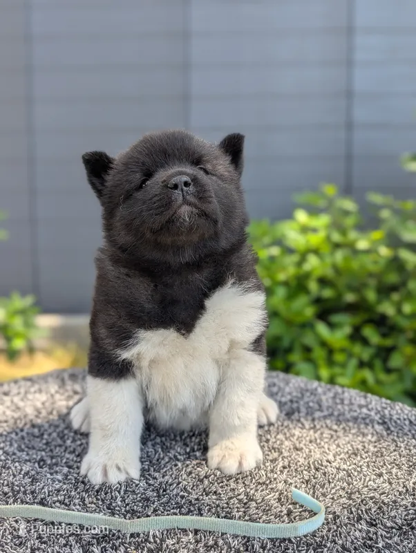 Embark tested parents  – Akita puppy for sale in Grants Pass, OR