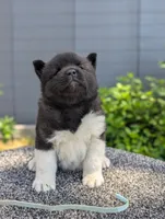 Embark tested parents , a female Akita for sale in Grants Pass, OR – 4 of 9