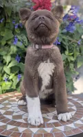Chocolate pink F, a female Akita for sale in Grants Pass, OR – 4 of 9