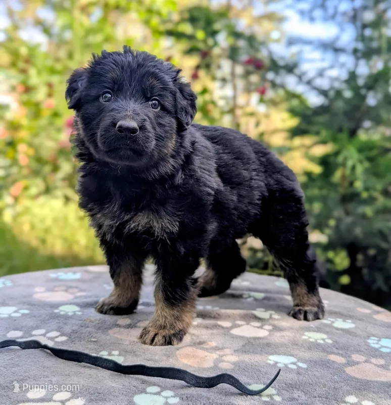 AKC/ OFA/ DM clear – German Shepherd Dog puppy for sale in Grants Pass, OR