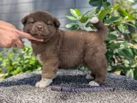 Embark tested parents, a male Akita for sale in Grants Pass, OR – 3 of 6