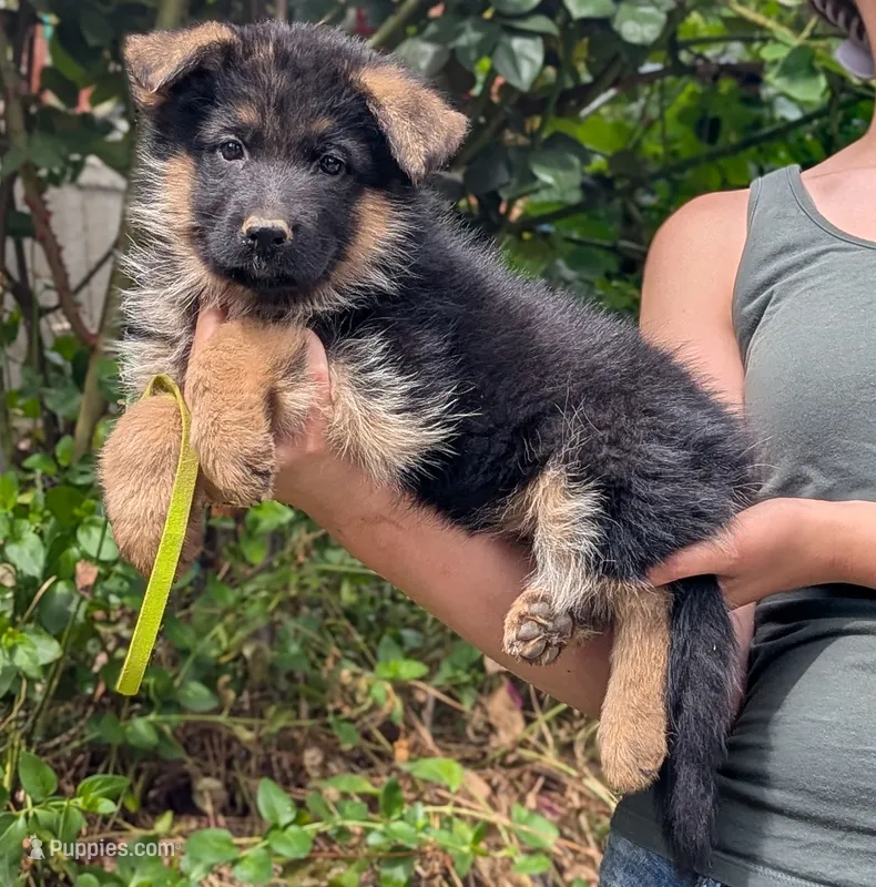 AKC/OFA/DM clear  – German Shepherd Dog puppy for sale in Grants Pass, OR