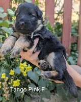 AKC/OFA/DM clear F, a female German Shepherd Dog for sale in Grants Pass, OR – 2 of 2
