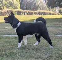 Great pup, great price , a female Akita for sale in Grants Pass, OR – 2 of 10