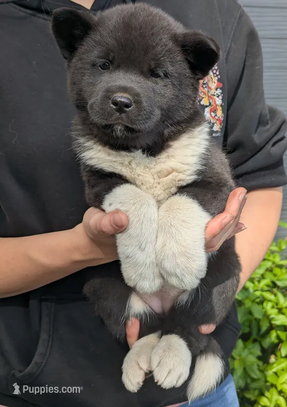 Embark tested parents  – Akita puppy for sale in Grants Pass, OR