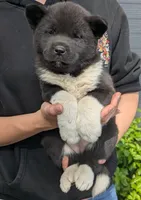 Embark tested parents , a female Akita for sale in Grants Pass, OR – 2 of 8
