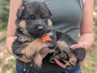 AKC/OFA Orange 🧡 F, a female German Shepherd Dog for sale in Grants Pass, OR – Photo 4 of 6