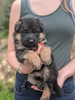 AKC/OFA Orange 🧡 F, a female German Shepherd Dog for sale in Grants Pass, OR – Photo 2 of 6