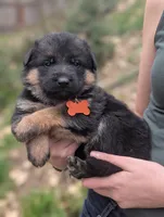 AKC/OFA Orange 🧡 F, a female German Shepherd Dog for sale in Grants Pass, OR – Photo 3 of 6