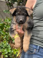 AKC/OFA/DM clear , a female German Shepherd Dog for sale in Grants Pass, OR – 2 of 4