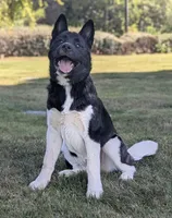 Great pup , sale price , a female Akita for sale in Grants Pass, OR – 2 of 10