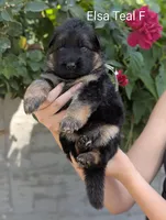 AKC/OFA/DM clear , a female German Shepherd Dog for sale in Grants Pass, OR – 2 of 4
