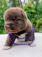 Embark tested parents, a male Akita for sale in Grants Pass, OR – Photo 5 of 10