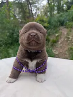 Embark tested parents, a male Akita for sale in Grants Pass, OR – Photo 8 of 10