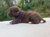 Embark tested parents, a male Akita for sale in Grants Pass, OR – Photo 7 of 10