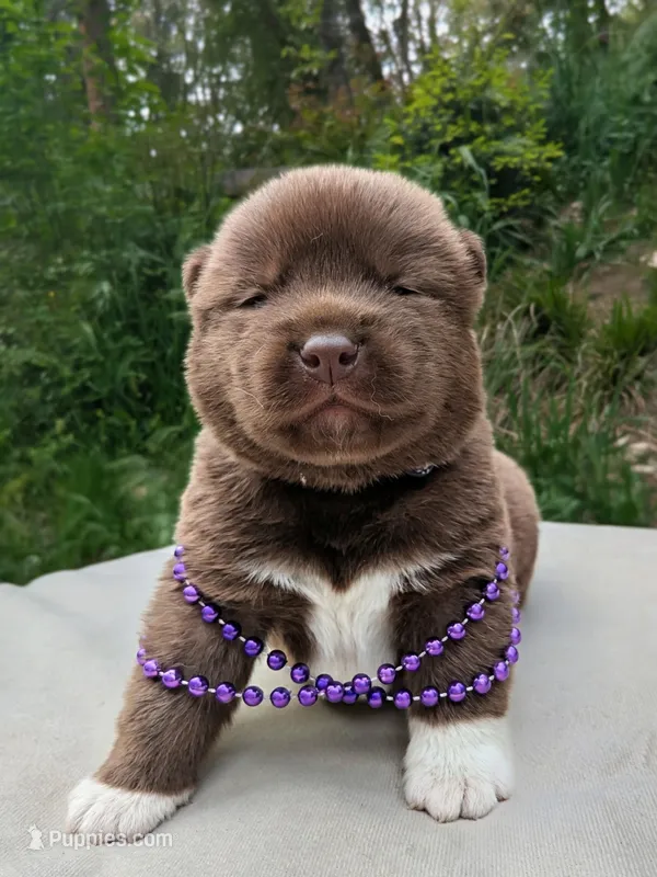 Embark tested parents – Akita puppy for sale in Grants Pass, OR