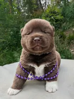 Embark tested parents, a male Akita for sale in Grants Pass, OR – Photo 1 of 10